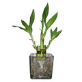 4" & 6" Lucky Bamboo Plant in 3" in Glass